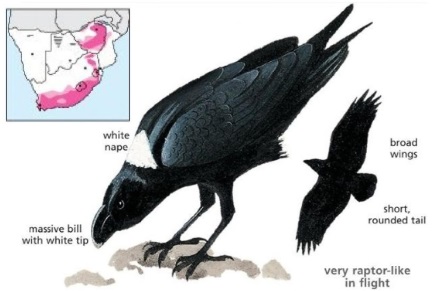 White-necked Raven Corvus albicollis.jpg