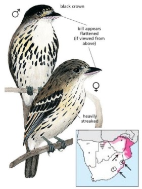 African Broadbill Smithornis capensis.jpg