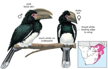 Trumpeter Hornbill Bycanistes bucinator.jpg