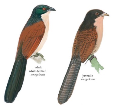 Senegal Coucal Centropus senegalensis.jpg