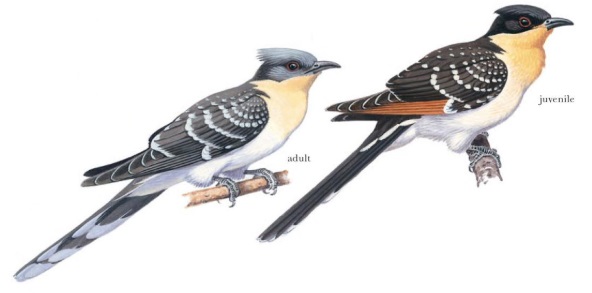 Great Spotted Cuckoo Clamator glandarius.jpg