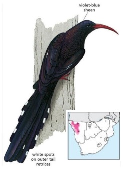 Violet Wood-Hoopoe.jpg