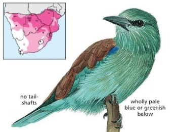 European Roller Coracias garrulus.jpg