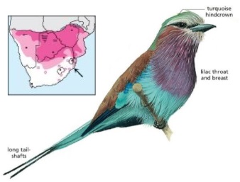 Lilac-breasted Roller Coracias caudatus.jpg