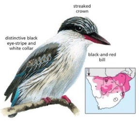 Striped Kingfisher Halcyon chelicuti.jpg