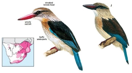 Brown-hooded Kingfisher Halcyon albiventris.jpg