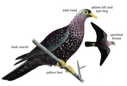 African Olive-Pigeon.jpg
