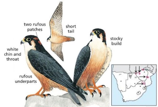 Taita Falcon Falco fasciinucha.jpg