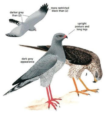 Dark Chanting Goshawk Melierax metabates.jpg