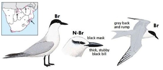 Gull-billed Tern Gelochelidon nilotica.jpg