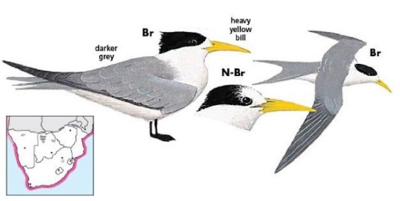 Swift Tern.jpg