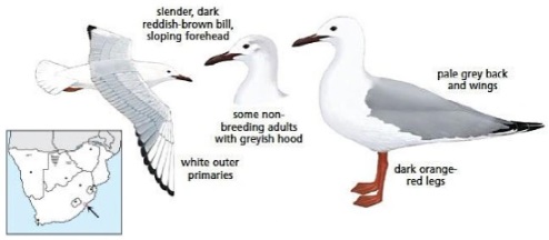 Slender-billed Gull Chroicocephalus genei.jpg