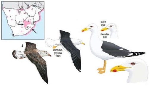 Lesser Black-backed Gull Larus fuscus.jpg