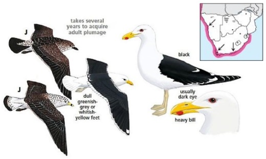 Kelp Gull.jpg