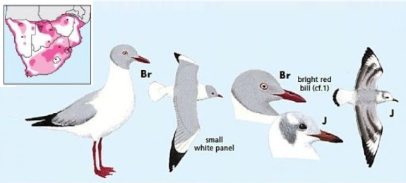 Grey-headed Gull.jpg