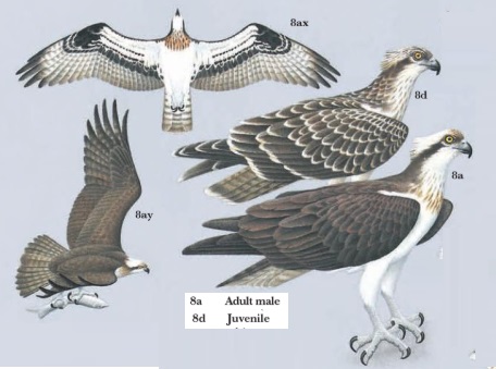 Africa Wild Bird Book - Page 31 - Africa Wild