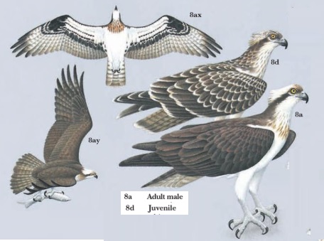 CUBAN BIRDS - Falconiformes - Falcons, Hawks, Eagles, Ospreys