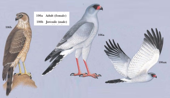 Pale Chanting Goshawk Melierax canorus.jpg