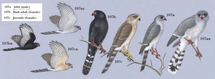 Gabar Goshawk.jpg