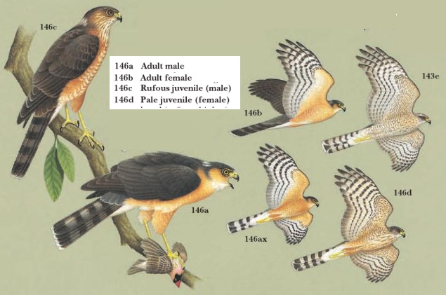 Rufous-breasted Sparrowhawk.jpg
