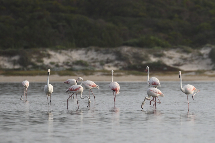 Greater Flamingo Phoenicopterus roseus.jpg