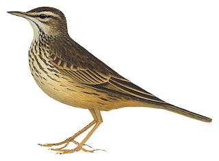 Anthus similis.jpg