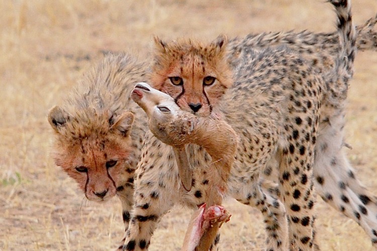 2. Cheetah.jpg
