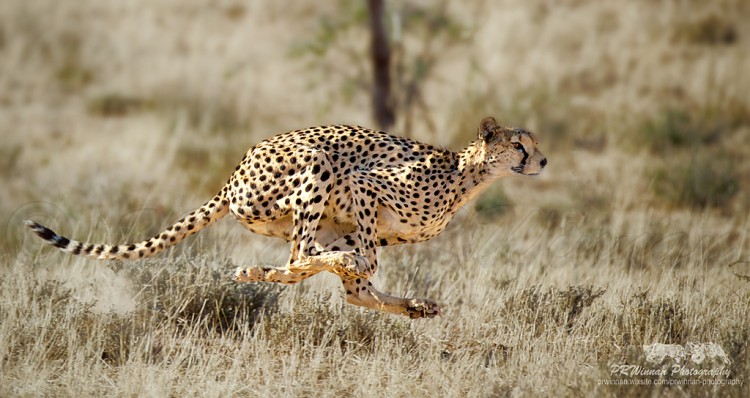 5. Cheetah.jpg