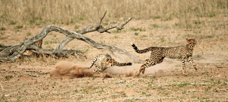 8. Cheetah.jpg