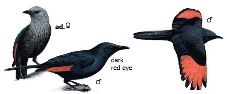 Red-winged Starling Onychognathus morio.jpg