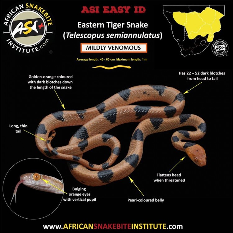 Eastern Tiger Snake.jpg