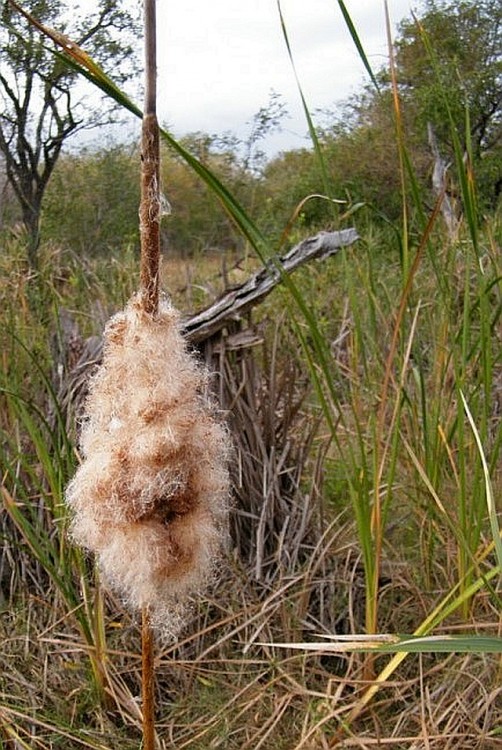 Typha capensis.jpg