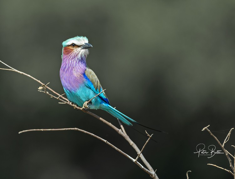 Lilac Breasted Roller.jpg