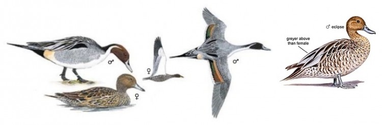 Northern Pintail Anas acuta.jpg