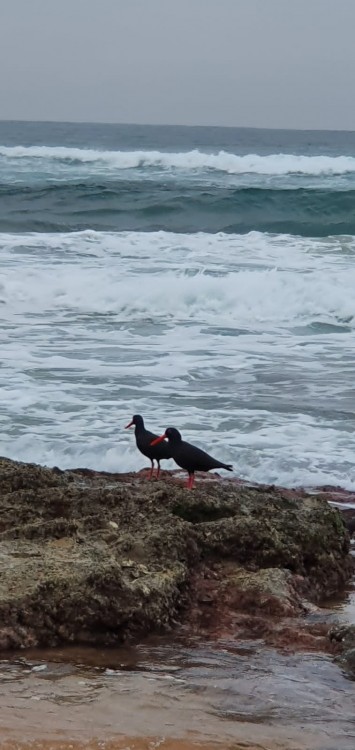 Oystercatchers 2.jpg