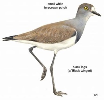 Senegal Lapwing.jpg