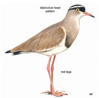 Crowned Lapwing.jpg