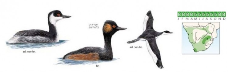 Black-necked Grebe.jpg