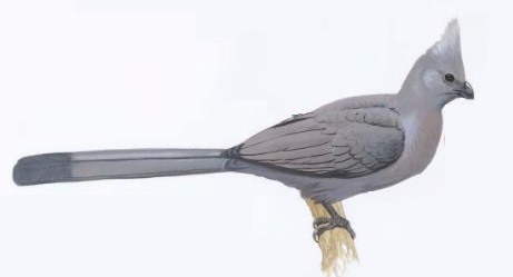 Grey Go-away Bird.jpg