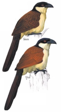 Coppery-tailed Coucal Centropus cupreicaudus.jpg