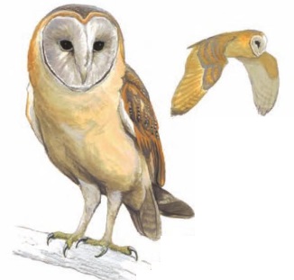 Barn Owl Tyto alba.jpg