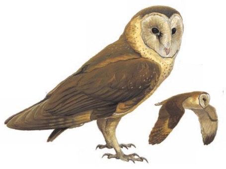 African Grass-owl Tyto capensis.jpg