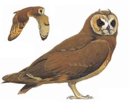 Marsh Owl Asio capensis.jpg