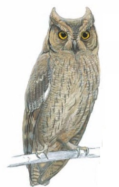 African Scops-Owl Otus senegalensis.jpg