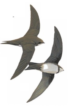 Alpine Swift.jpg