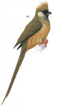 Speckled Mousebird Colius striatus.jpg