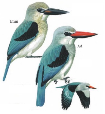 Woodland Kingfisher.jpg