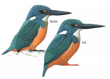 Half-collared Kingfisher Alcedo semitorquata.jpg