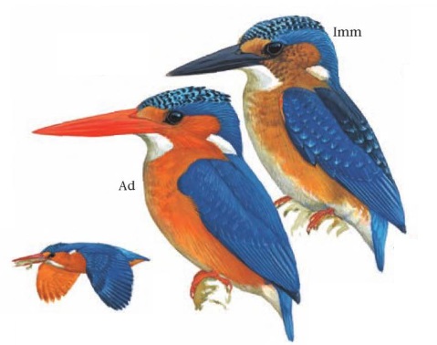 Malachite Kingfisher Alcedo cristatus.jpg