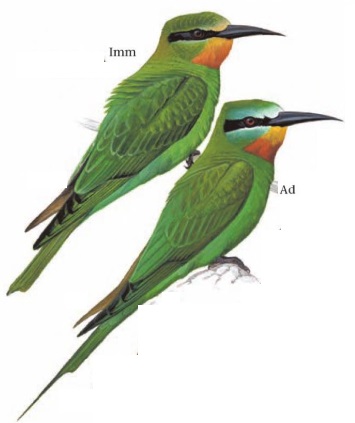 Blue-cheeked Bee-eater Merops persicus.jpg